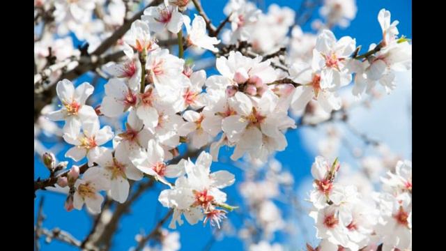 А НАД РЕЧКОЙ ТУМАН... смотреть онлайн