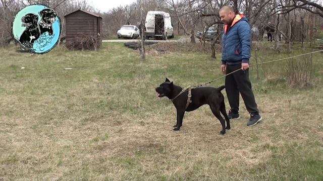 Первые тренировки щенка по защите. смотреть онлайн