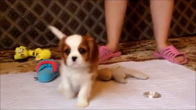 Cavalier King Charles Spaniel. Kennel Grace Ground