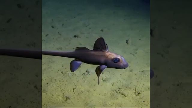 Черный горбыль смотреть онлайн