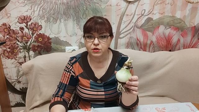 Амариллис. Как разбудить спящую луковицу?