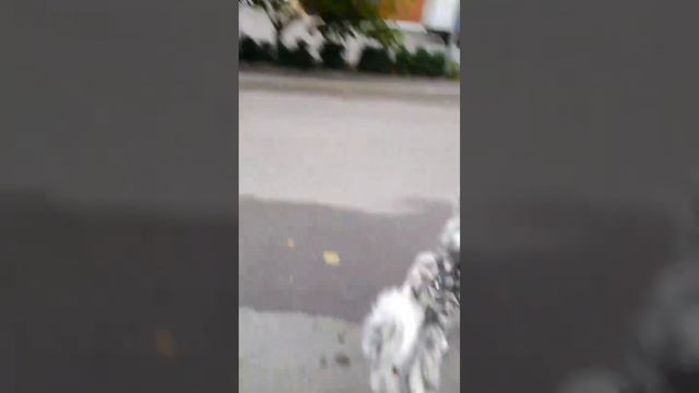 Танцующая Акита 🙈 #акита #akitainu #собака #dog #мадагаскар смотреть онлайн