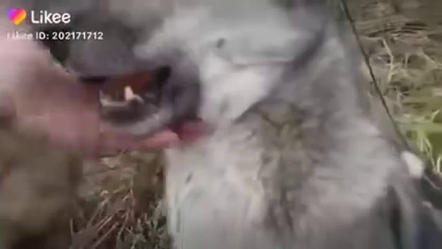 яйцо и пися смотреть онлайн