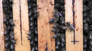 Украинский улей  улей на узковысокую рамку.улей  Левицкого