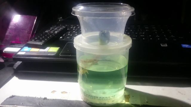ペテーヨ水栽培 смотреть онлайн