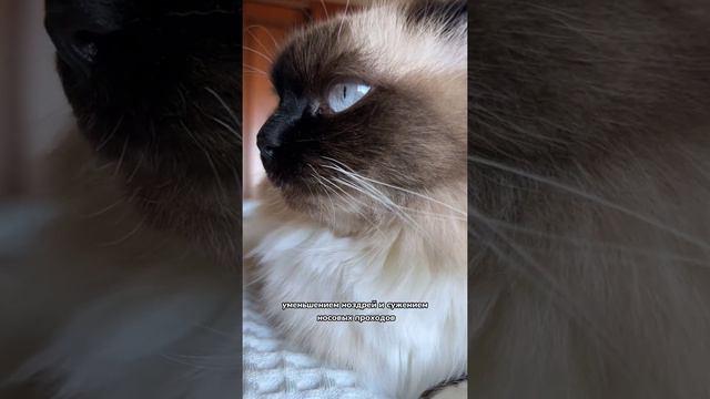 Почему кошка храпит во время сна? смотреть онлайн