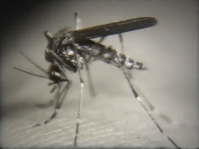 Биология. Животные. От бактерий до насекомых. Отряд двукрылые