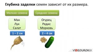 7 класс. Биология. Культурные растения. Выращивание растений