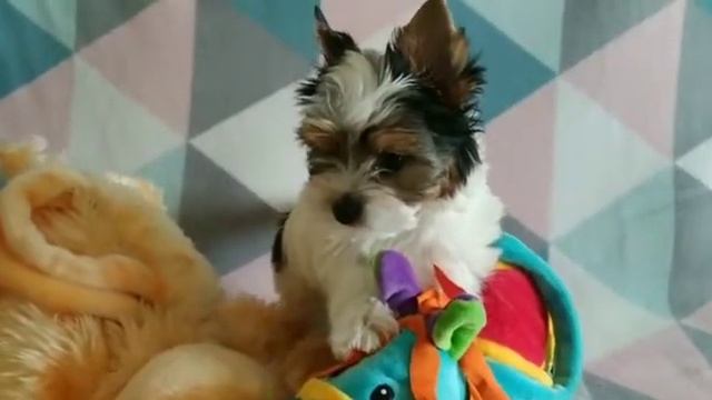 бивер йорк купить продажа питомник щенок москва смотреть онлайн