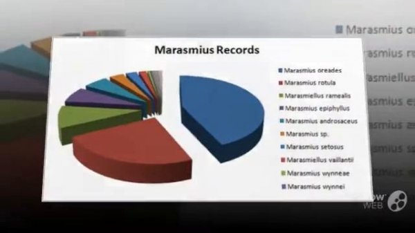 Marasmius setosus - fungi kingdom