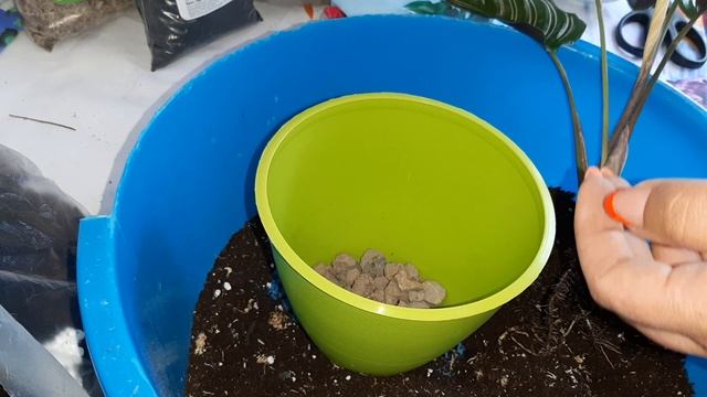 Комнатные растения. Пересадка растений в верховой торф/Алоказия, Аглаонема, Калатея, Монстера/ смотреть онлайн