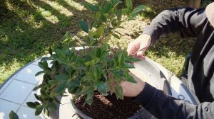 Фикус бонсай с Буддой. Формирование бонсай Ficus retusa в стиле мойоги. Moyogi style ficus formatio