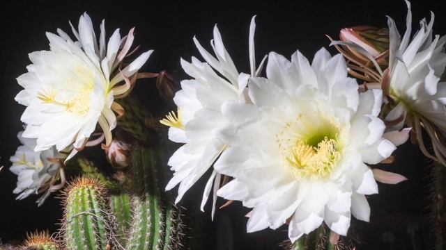 Golden Torch Cactus HD 1080p смотреть онлайн