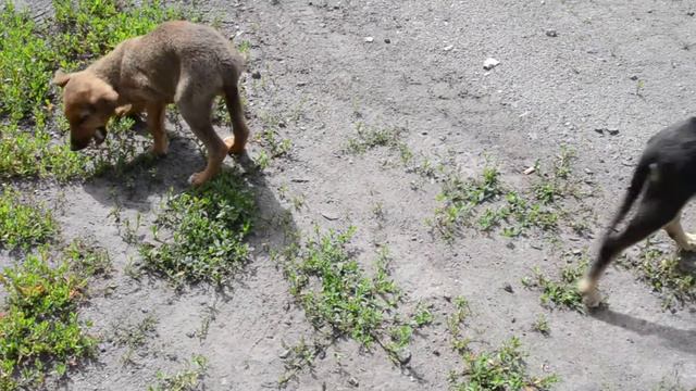 Маленькие щенки Видео для деетй смотреть онлайн