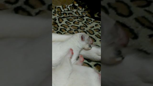 Мама Алабай и дети смотреть онлайн