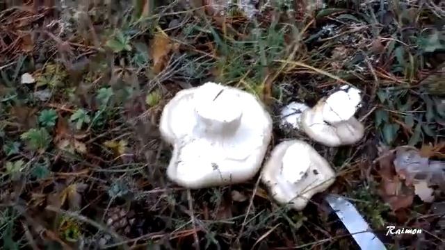 Hygrophorus latitabundus ( llenega o mocosa ) excelente comestible смотреть онлайн
