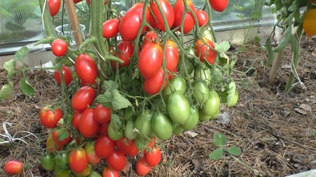 Томат Розовый снег. Грозди весом по 2- 3 кг смотреть онлайн