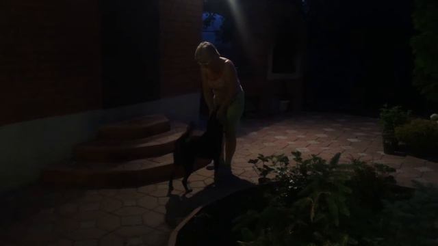 Игры с собаками №3 Трюки смотреть онлайн