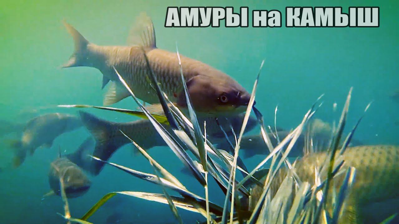 ОФИГЕТЬ!!! Как рыба Амур ест Камыш прямо из рук рыбака?! Подводная съёмка. смотреть онлайн