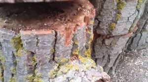 Выращивание вешенки на пеньках чурках Советы и ньюансы