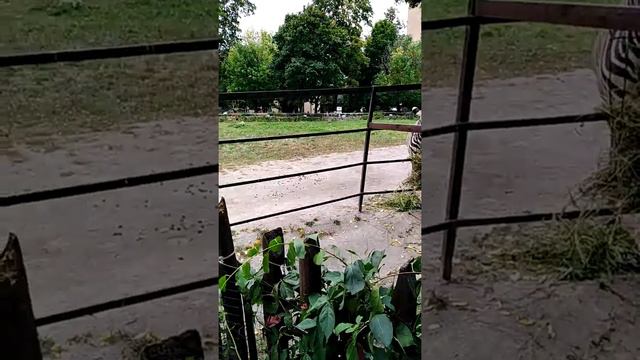 My GoPro Life. Жираф / Giraffe Moscow Zoo (Android) смотреть онлайн