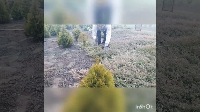#topiary #стрижкаможжевельника #топиарнаястрижкахвойных Стрижка можжевельника ТОПОРОМ!!! смотреть онлайн