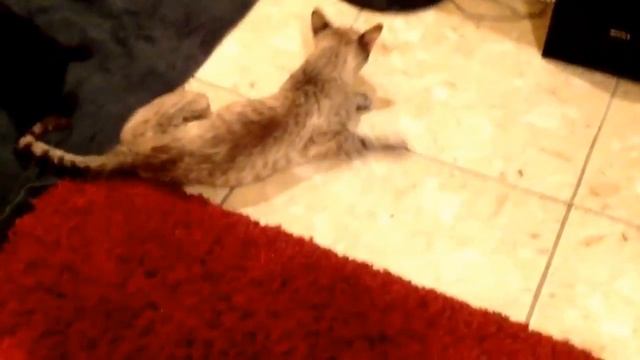 Пьяные коты) Подборка смотреть онлайн