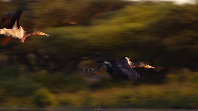 SET ANIMALS FREE