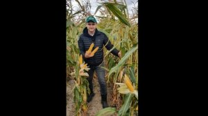 ГИБРИД НА ОБЗОРЕ - МАШУК 171 УРОЖАЙНОСТЬ НА БЕДНЫХ ПЕСЧАНИКАХ Agriculture