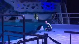 Москвариум. Касатка. Как приручить касатку.