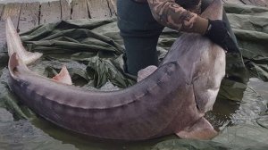 Самая большая рыба России, весит 2 тонны и это не сом!