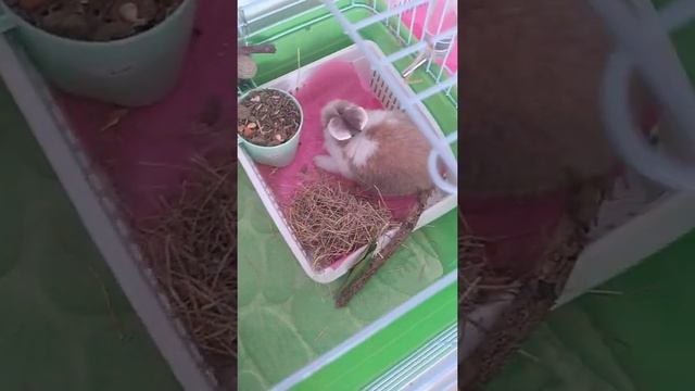 Приучаем кролика к ЛОТКУ/ГОРШКУ, как обставить клетку и как приучить кролика к туалету? смотреть онлайн