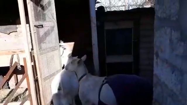 Знакомство нового козла с козами в нашем хозяйстве смотреть онлайн