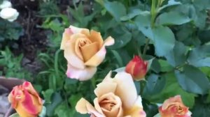 Роза  КАФЕ (Floribunda CAFE)