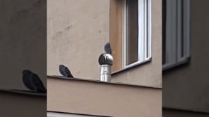 Сегодня в белом танце кружимся