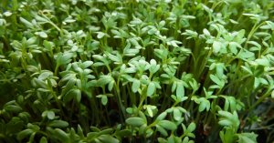 Как вырастить микрозелень кресс салат.mp4