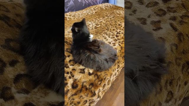 Мура беспокойная 13 Декабря 2023 смотреть онлайн