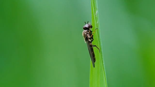 nikon 1v1 próba смотреть онлайн