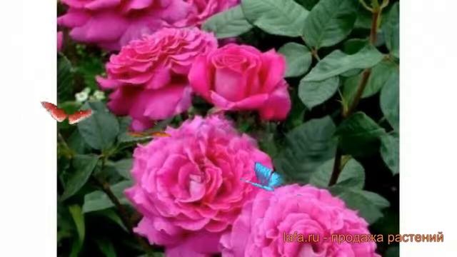 Роза чайно-гибридная Шартрёз дэ Парм ? обзор: как сажать, саженцы розы Шартрёз дэ Парм смотреть онлайн