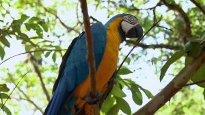 ПЕНИЕ ВОЛНИСТЫХ ПОПУГАЙЧИКОВ, РЕЛАКС И РАССЛАБЛЕНИЕ, ПЕСНЯ ПОПУГАЯ