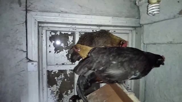 Карликовый петух греет цыплят смотреть онлайн