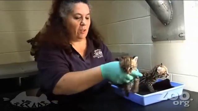 38 And Leopards too Kittens А Леопарды тоже Котята смотреть онлайн