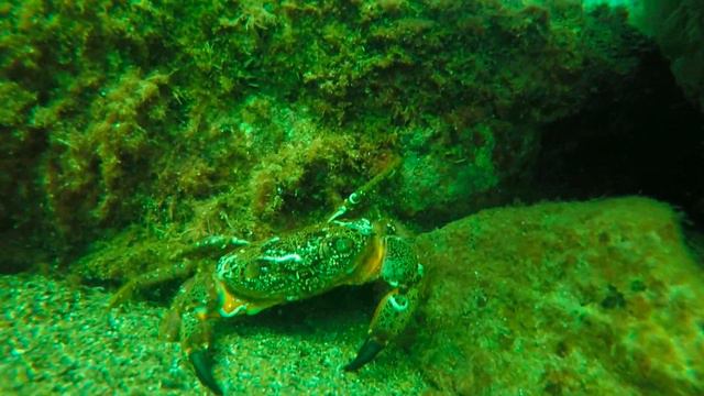 ПОГРУЖЕНИЕ С DISCAVERY DIVE CLUB смотреть онлайн
