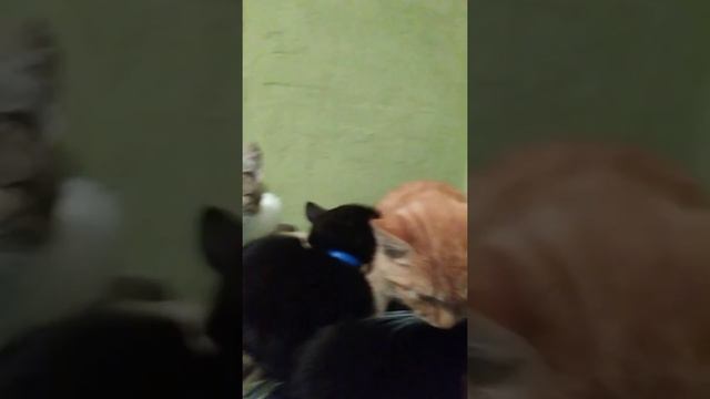 Шипучка маленькое солнышко и Кася Щербаков да да моего кота зовут именно Кася Щербаков в честь смотреть онлайн