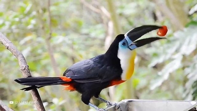 Посмотрите, на Что Способна Самая Дорогая Птица в Мире смотреть онлайн