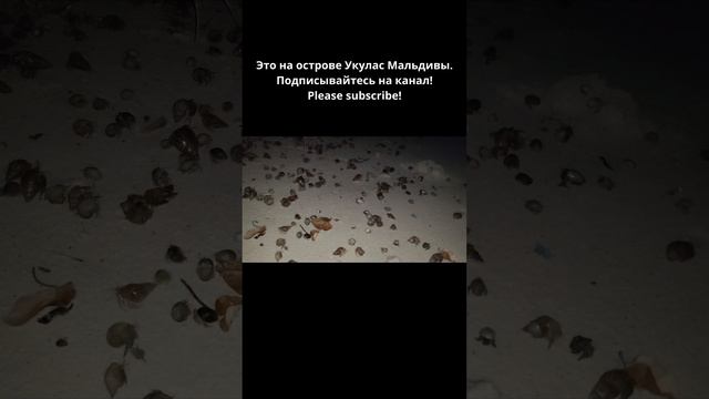 Живые ракушки на ночном пляже #Мальдивы! смотреть онлайн