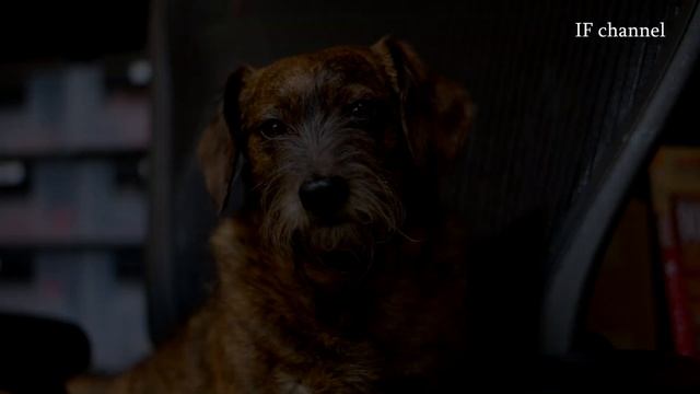 такса, порода собаки. смотреть онлайн