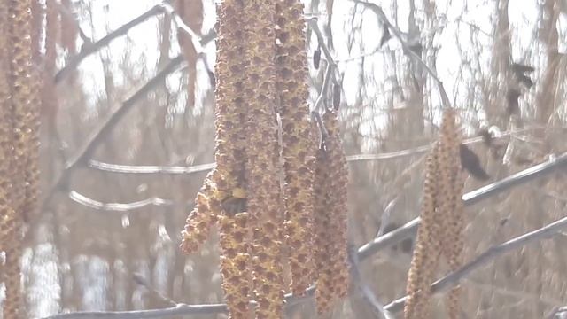 Первую пыльцу пчёлы с чего несут? С вербы или ольхи? смотреть онлайн