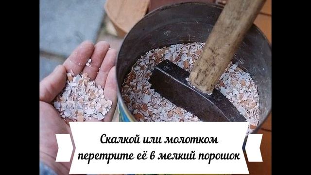 Яичная скорлупа как удобрение: как удобрить почву скорлупой? смотреть онлайн