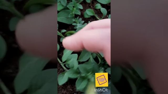 Новинка 2020 - петуния Опера Суприм Лемон (Opera Suprime Lemon) смотреть онлайн